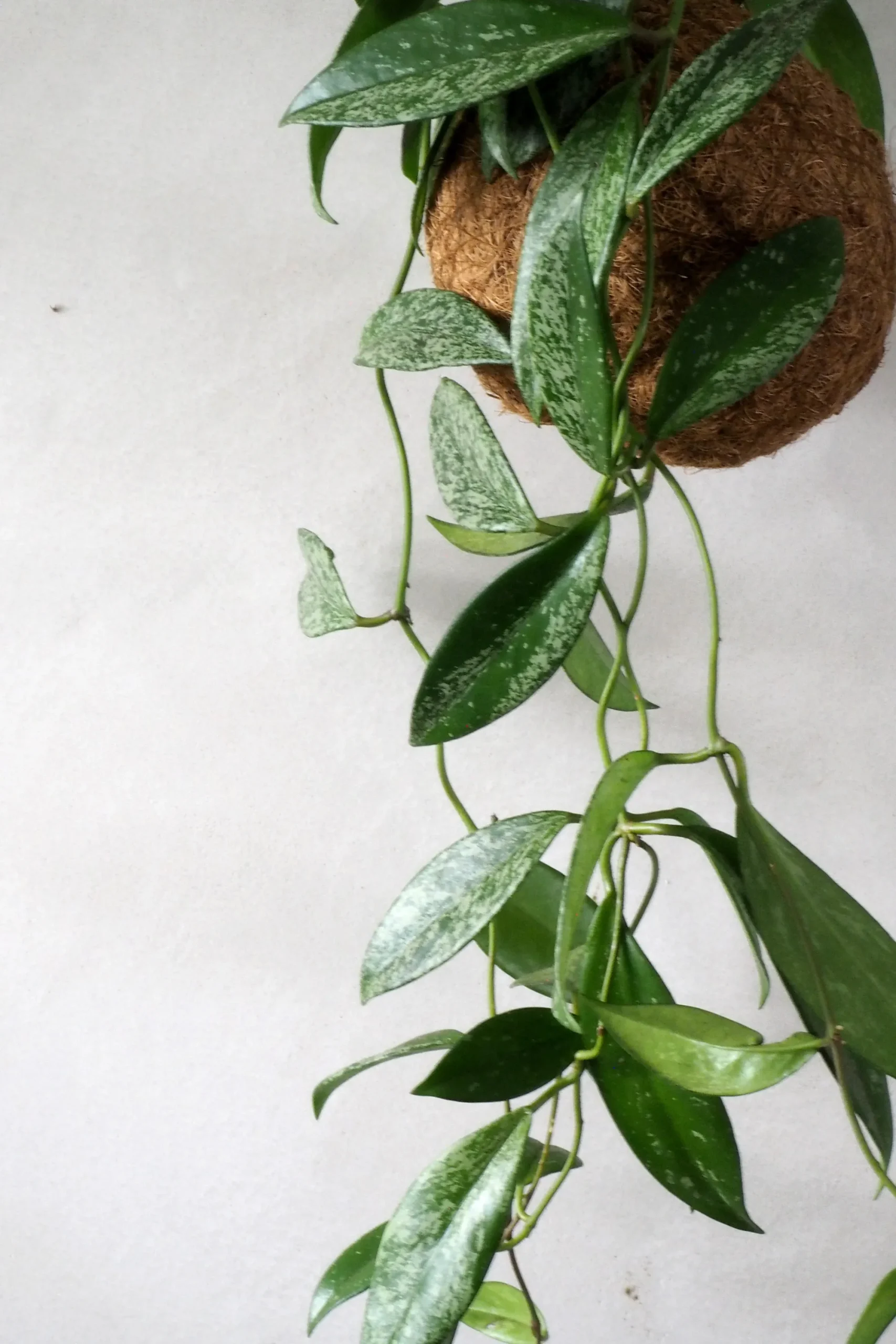 PLANT eplanet, Silver spot leaf Sale