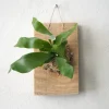 PLANT etrofæ, Hjortetak, small Online