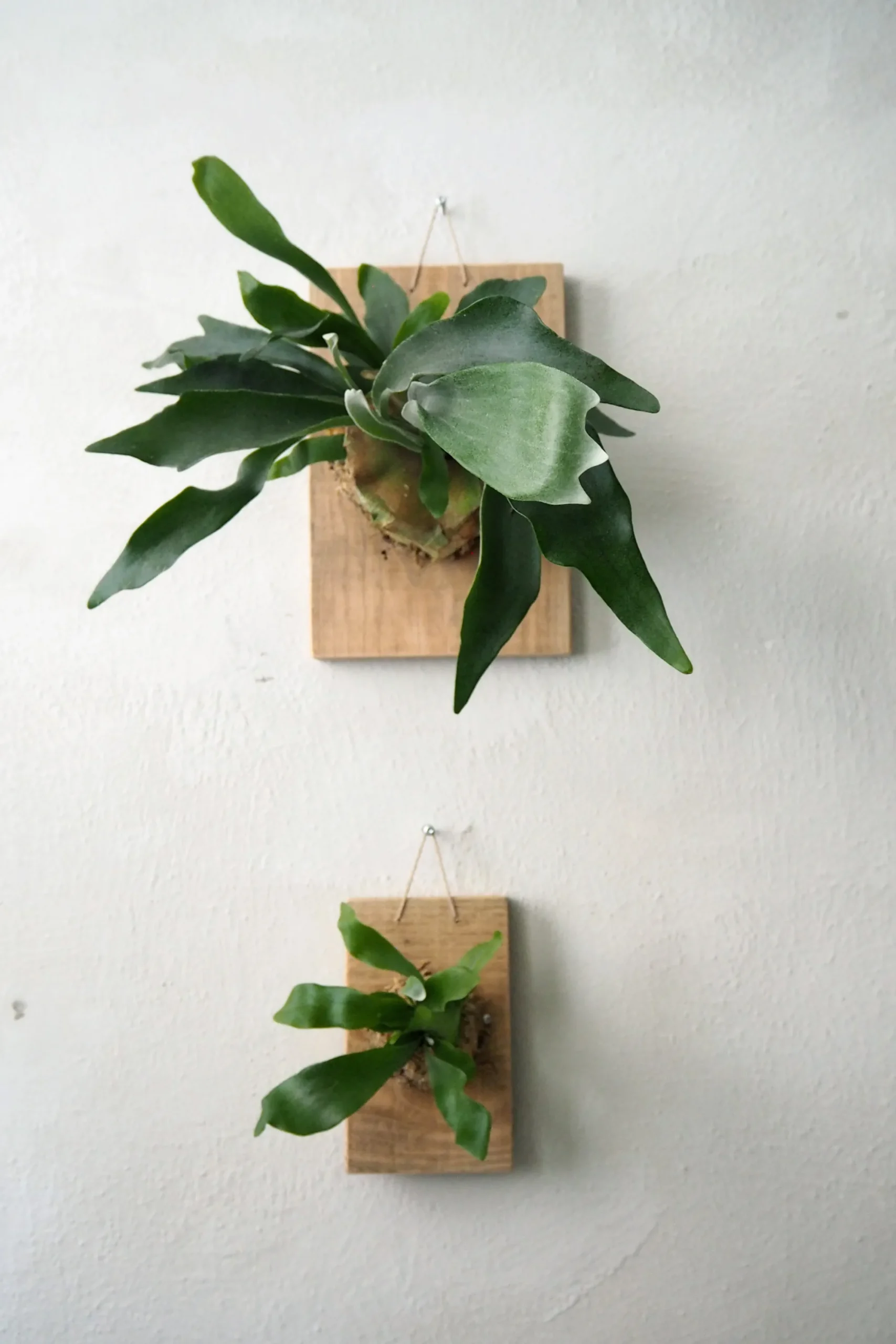PLANT etrofæ, Hjortetak, small Online