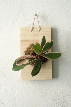 PLANT etrofæ, Hoya flamingo dream, small Clearance