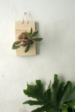 PLANT etrofæ, Hoya flamingo dream, small Clearance