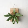 PLANT etrofæ, Hoya Sivler spot, small Online