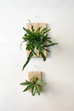 PLANT etrofæ, Hoya Sivler spot, small Online