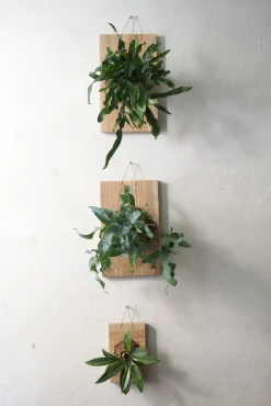 PLANT etrofæ, Hoya Sivler spot, small Online