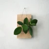 PLANT etrofæ, Hoya, small Sale