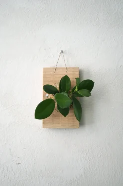 PLANT etrofæ, Hoya, small Sale