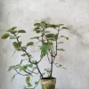 PLANT Plectranthus Online