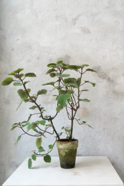 PLANT Plectranthus Online
