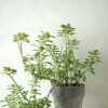 PLANT Plectranthus Malaga Best