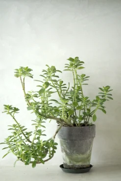 PLANT Plectranthus Malaga Best