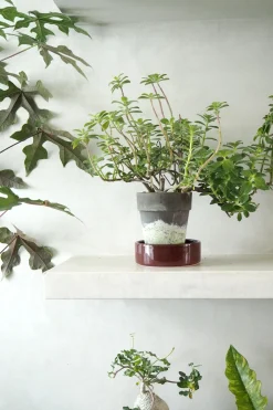 PLANT Plectranthus Malaga Best