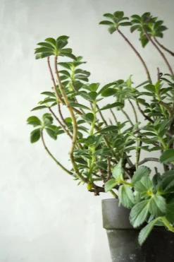 PLANT Plectranthus Malaga Best