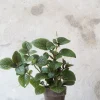PLANT Plectranthus purpuratus Sale