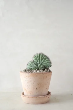 PLANT Polaskia Chipchipe F. Cristata, medium New