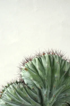 PLANT Polaskia Chipchipe F. Cristata, medium New