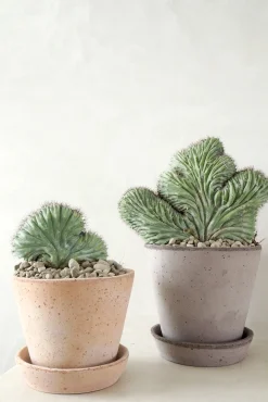 PLANT Polaskia Chipchipe F. Cristata, medium New
