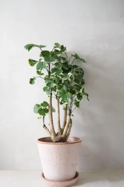 PLANT Polyscias Balfourian Sale