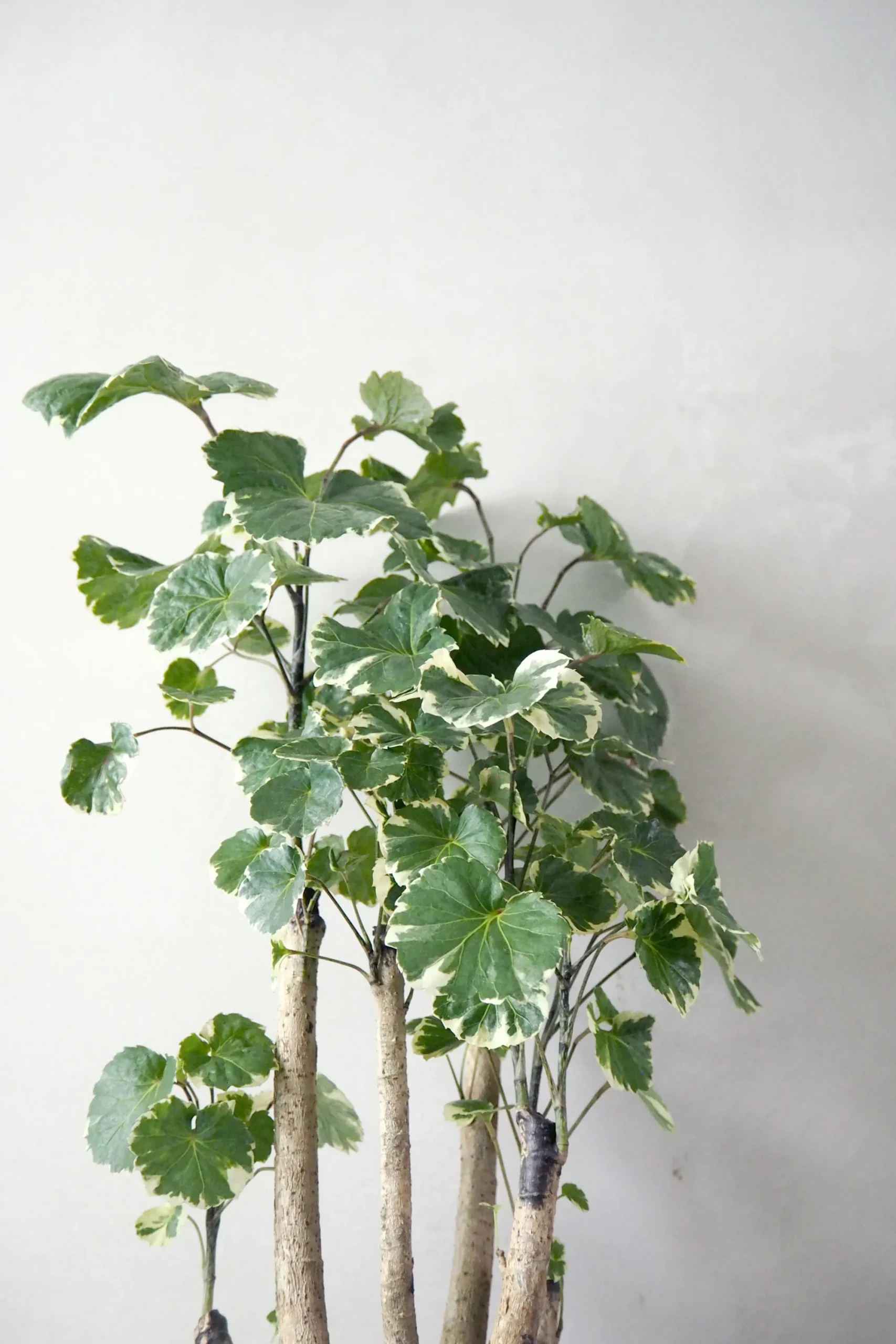 PLANT Polyscias Balfourian Sale
