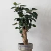 PLANT Polyscias Fabian Clearance