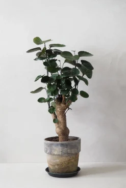 PLANT Polyscias Fabian Clearance