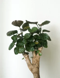 PLANT Polyscias Fabian Clearance