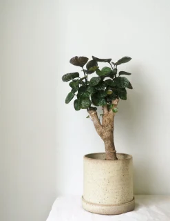 PLANT Polyscias Fabian Clearance