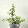PLANT Portulacaria afra Clearance
