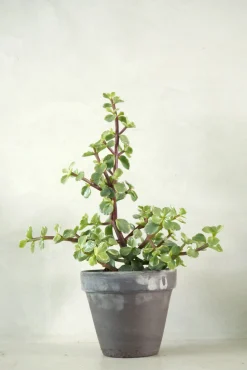 PLANT Portulacaria afra Clearance