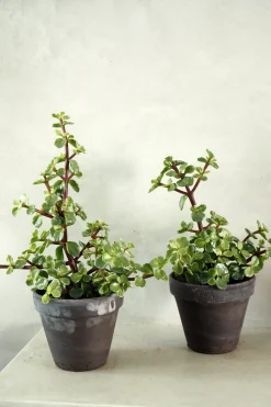PLANT Portulacaria afra Clearance