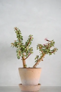 PLANT Portulacaria afra 'Medio-picta' Sale