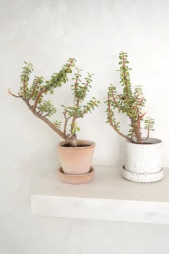 PLANT Portulacaria afra 'Medio-picta' Sale