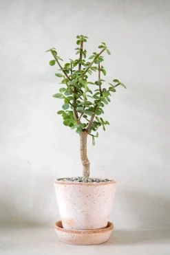 PLANT Portulacaria afra Opstammet Hot