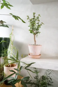 PLANT Portulacaria afra Opstammet Hot