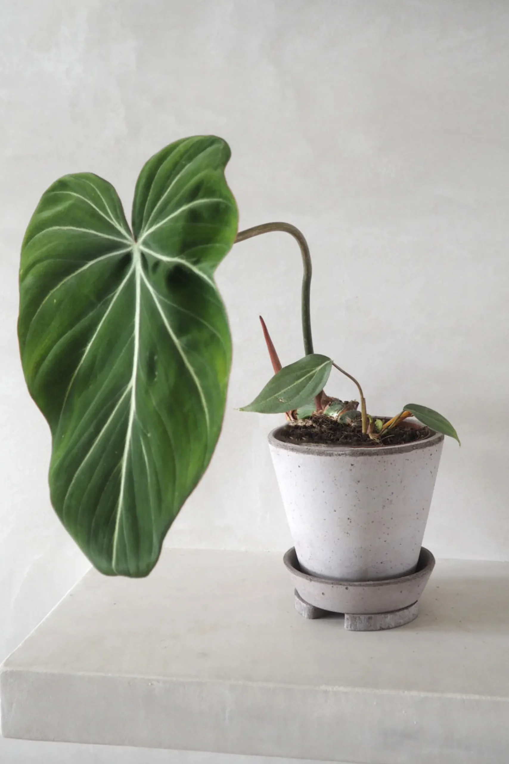 PLANT Pottefødder, grå Discount