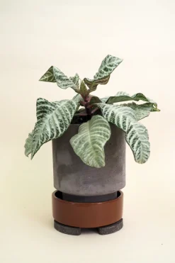 PLANT Pottefødder, grå Discount