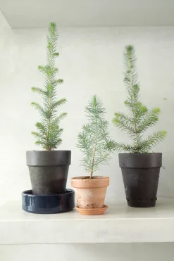 PLANT Rødgran Discount