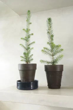 PLANT Rødgran Discount