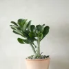 PLANT Ørkenrose, medium Online