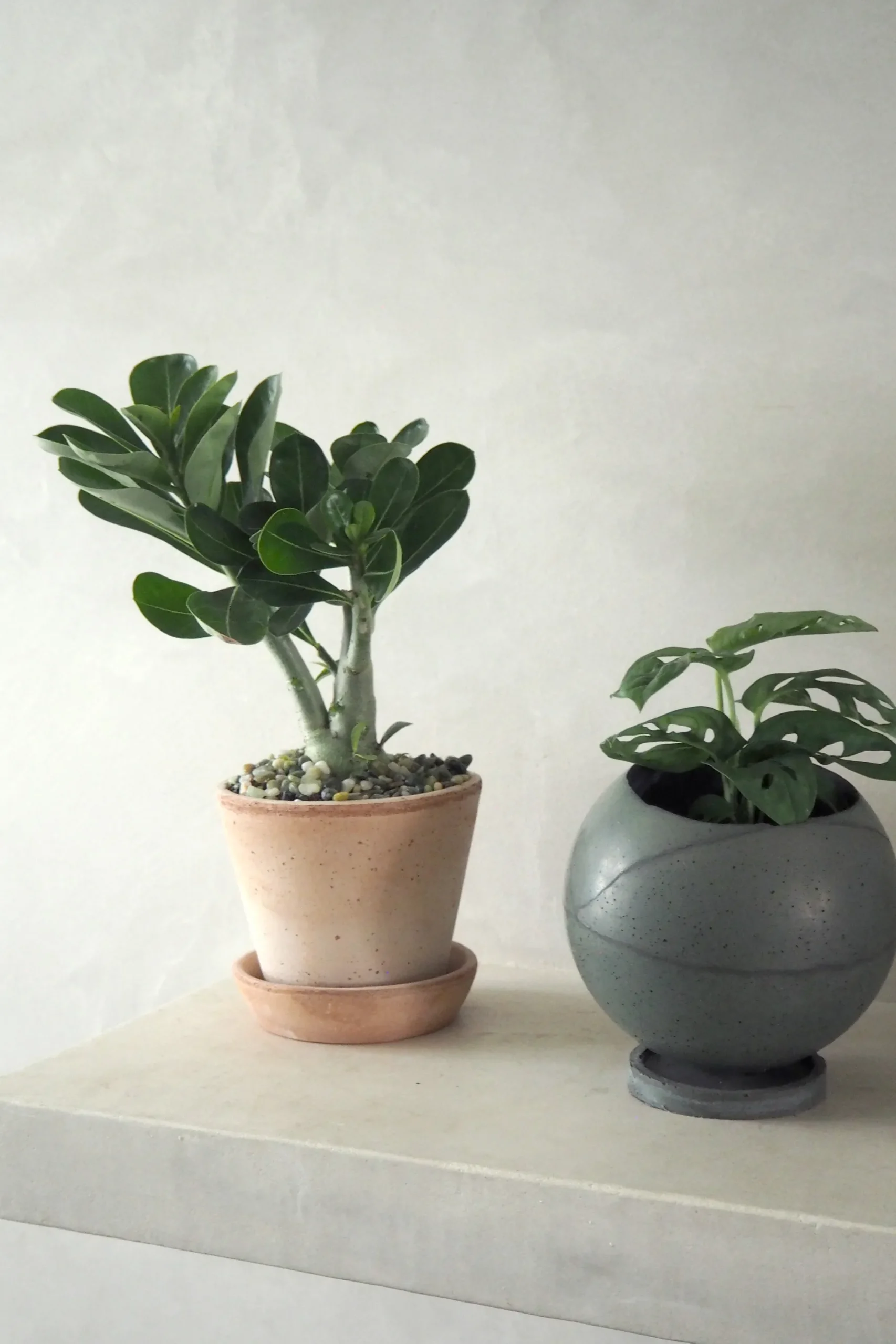 PLANT Ørkenrose, medium Online