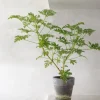 PLANT Rosengeranium Outlet