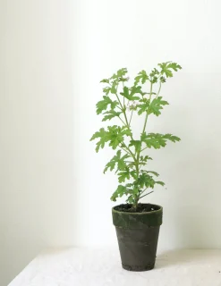 PLANT Rosengeranium Outlet