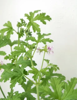 PLANT Rosengeranium Outlet