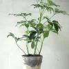 PLANT Schefflera Discount