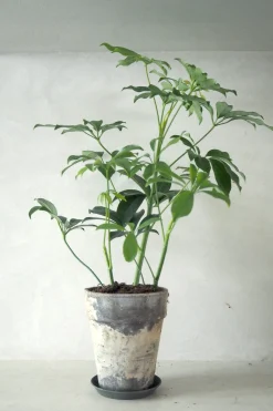 PLANT Schefflera Discount