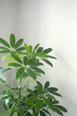 PLANT Schefflera Discount