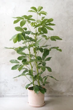 PLANT Schefflera Amate Hot