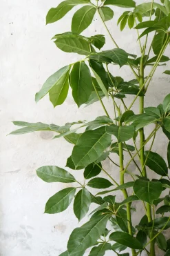 PLANT Schefflera Amate Hot