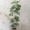 PLANT Schefflera arboricola Best