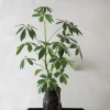 PLANT Schefflera på Lavasten Discount