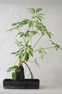 PLANT Schefflera på Lavasten Discount